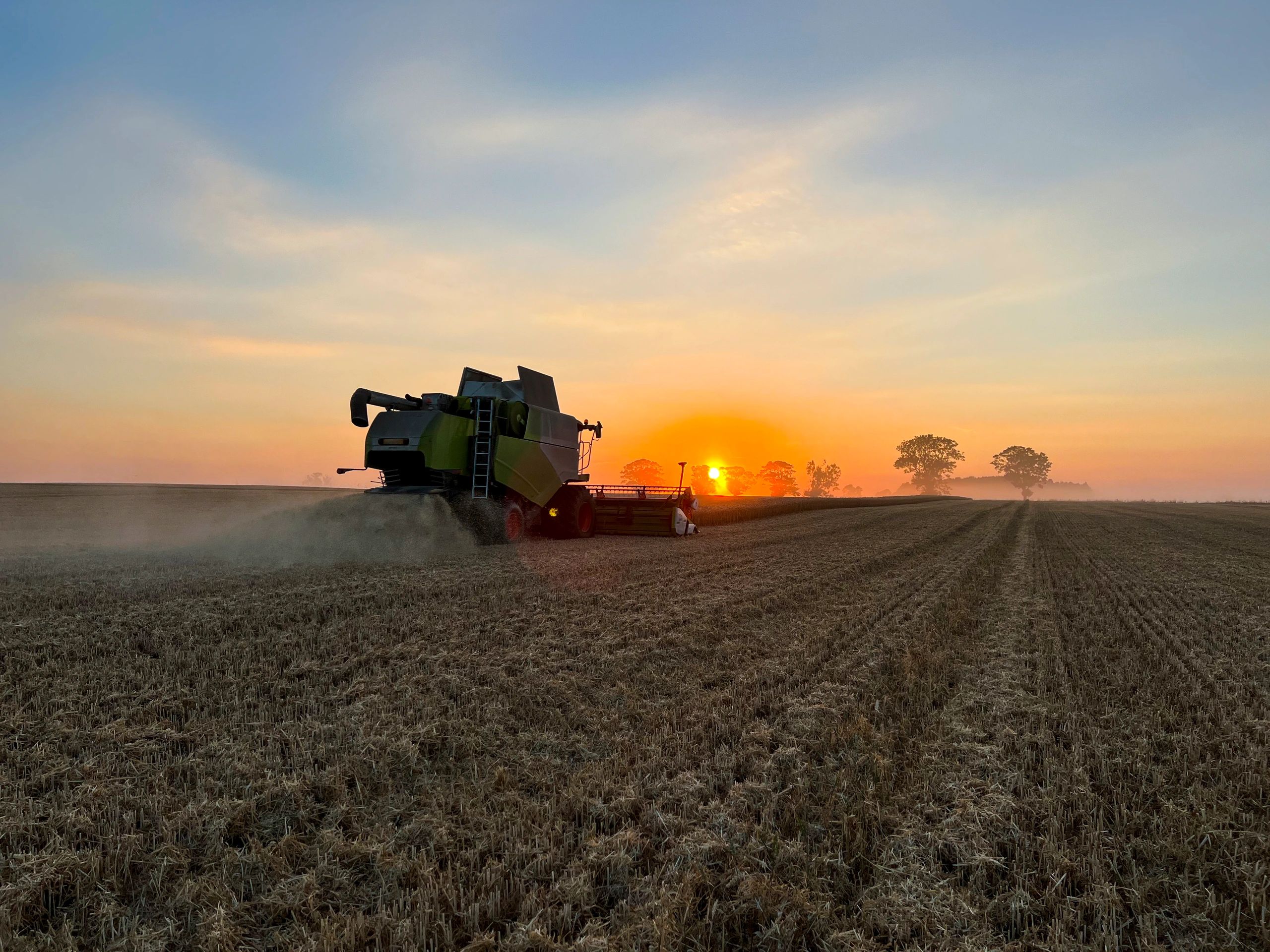 Combine harvester harvesting wheat at sunset